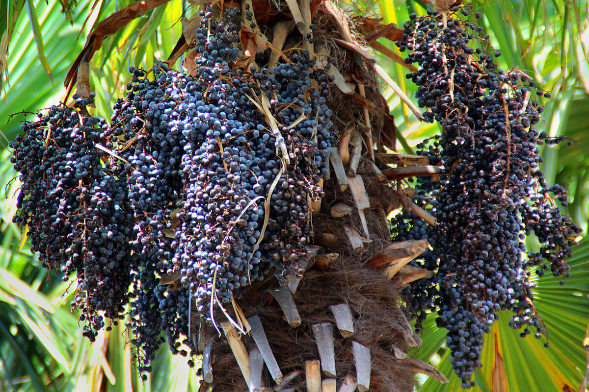 Acai Palm Tree