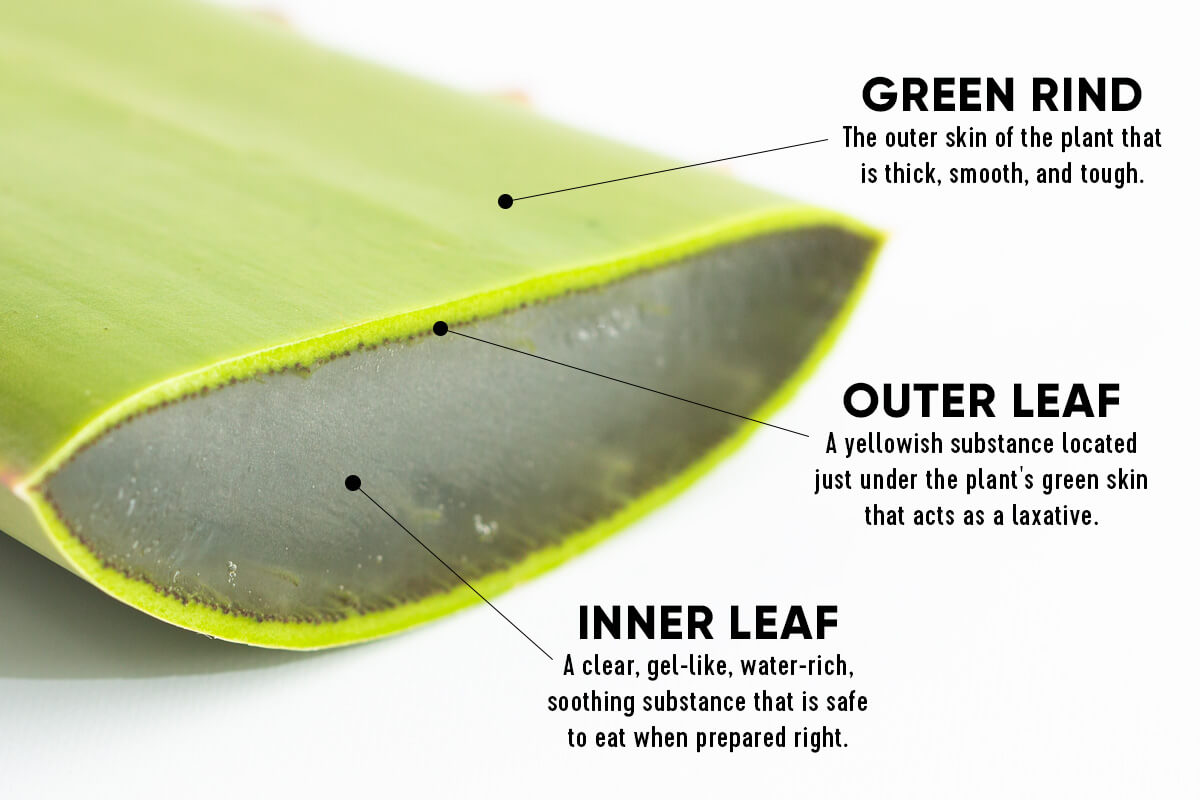 Aloe Vera Inner Layouts Infographic