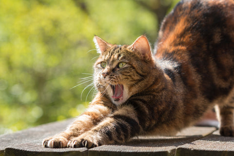 Cat biting strangers