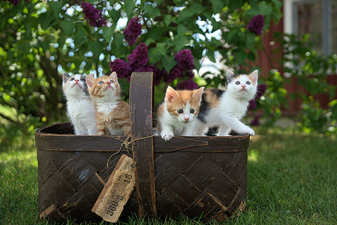 kittens 