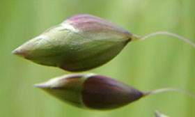 Two green flower buds that are getting ready to bloom. 