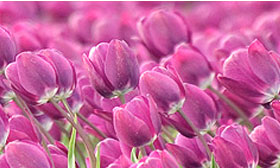 Violet coloured tulips in a field.