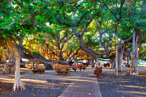 Lahaina Banyan Tree