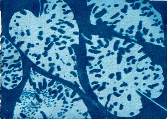 BLUE MUSE | 'Hole In My Heart' | Print | Cyanotype