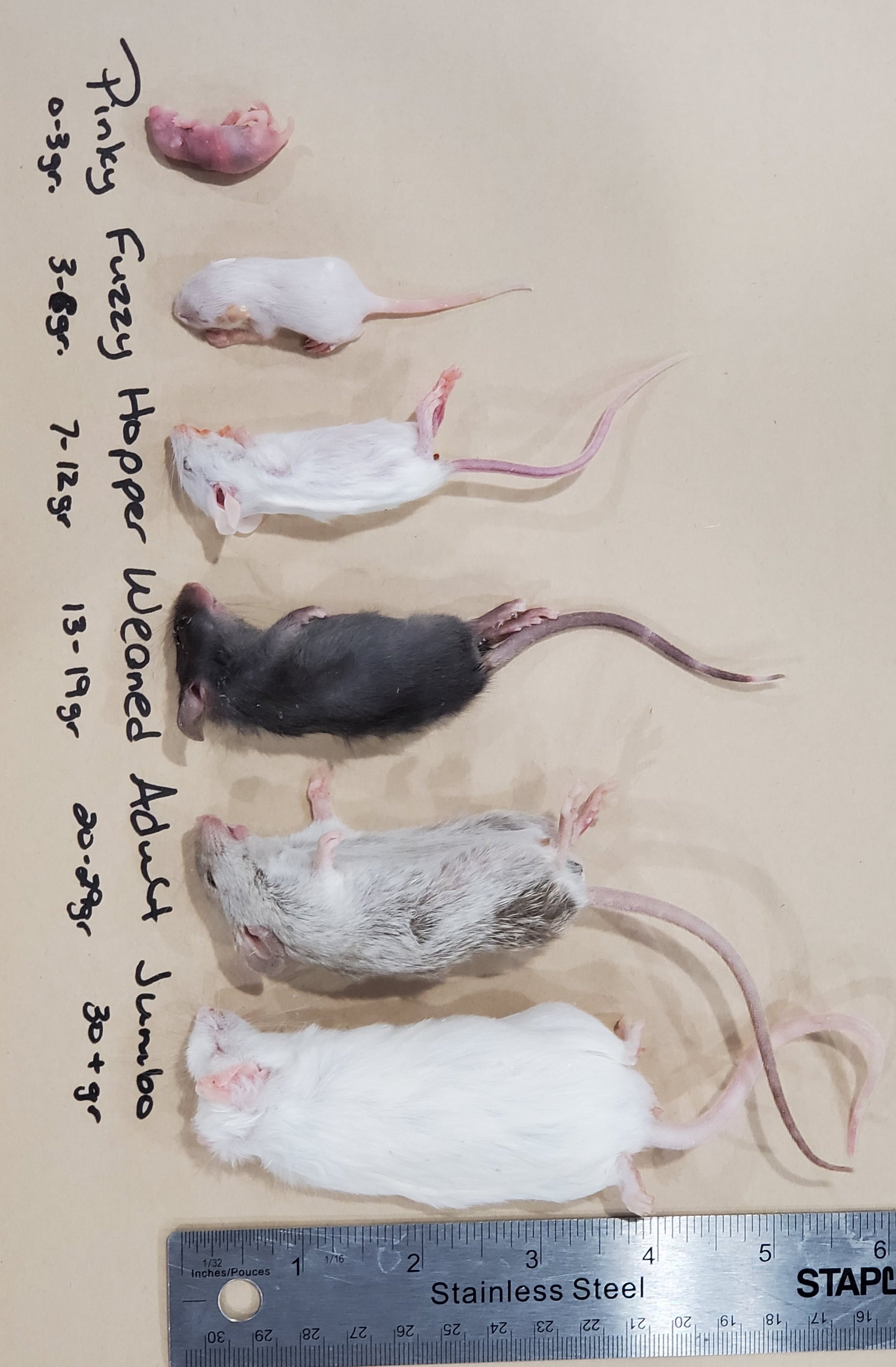 frozen hopper mice for sale