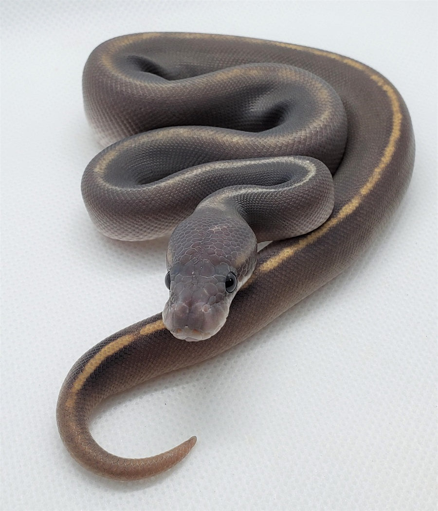 scaleless ball python