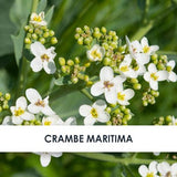 Crambe Maritima