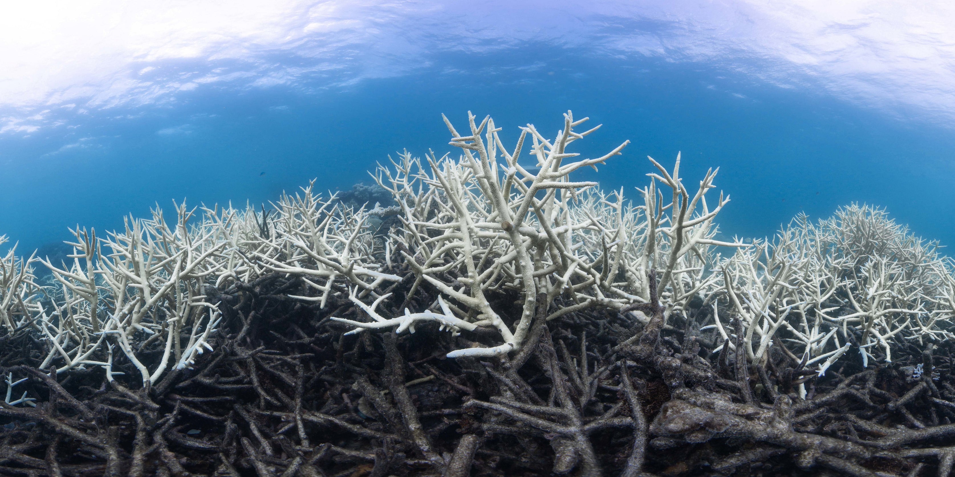 The Great Barrier Reef Suffers A Third Mass Coral Bleaching Event In F Love Sun Body