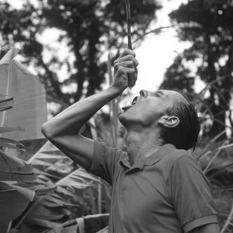 Black and white image of Paul Mitchell squeezing awapuhi plant juice into his mouth in Hawaii