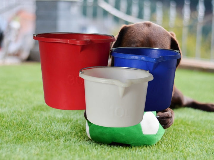 Dog playing with a ball in the garden with a white, blue & red Pioneer plastic bucket in the the foreground