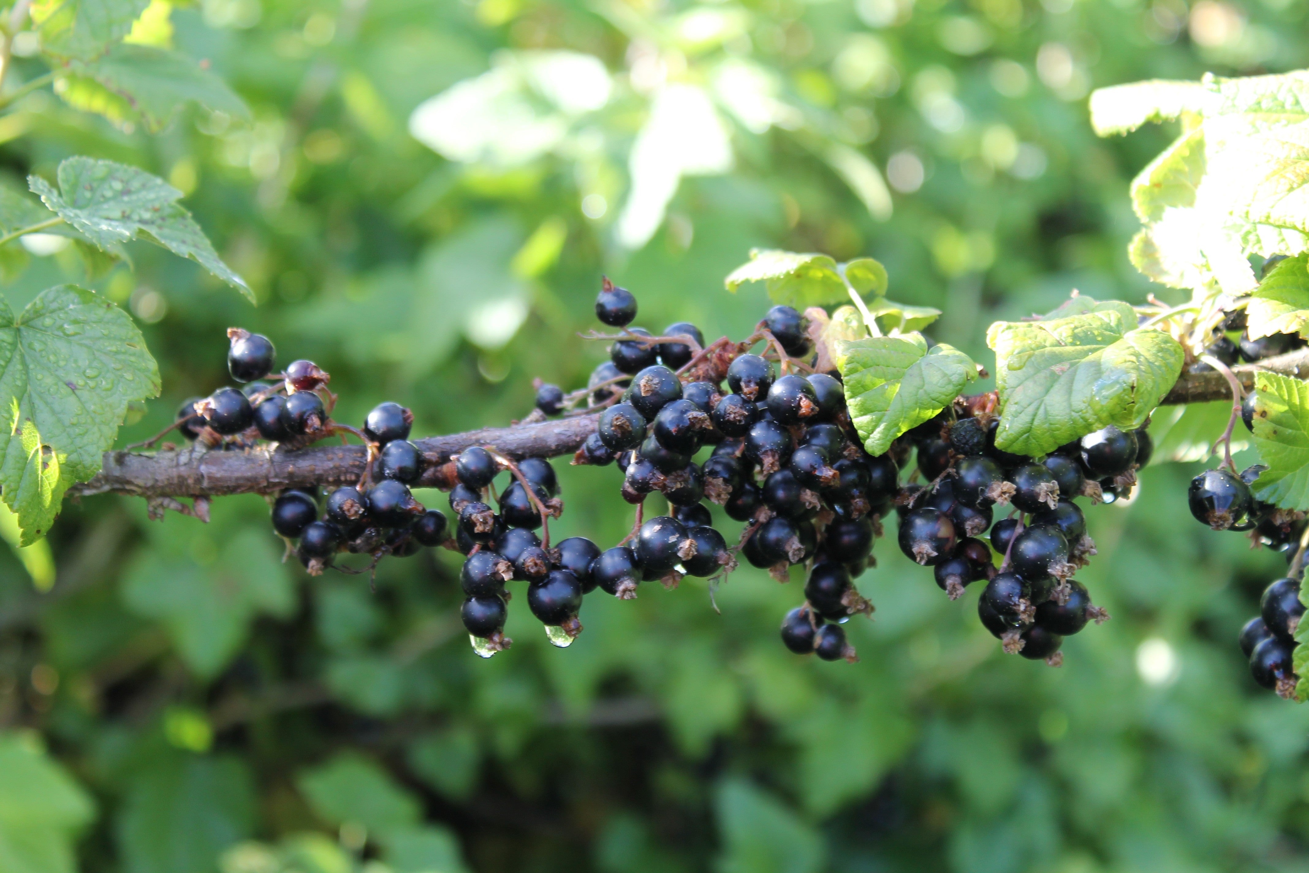 New Zealand ViBERi Black Currants