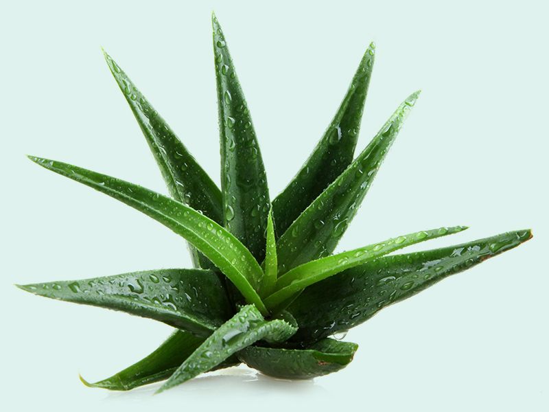 Aloe Vera for BV