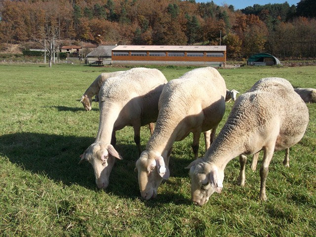 Ferme Les Acacias-image