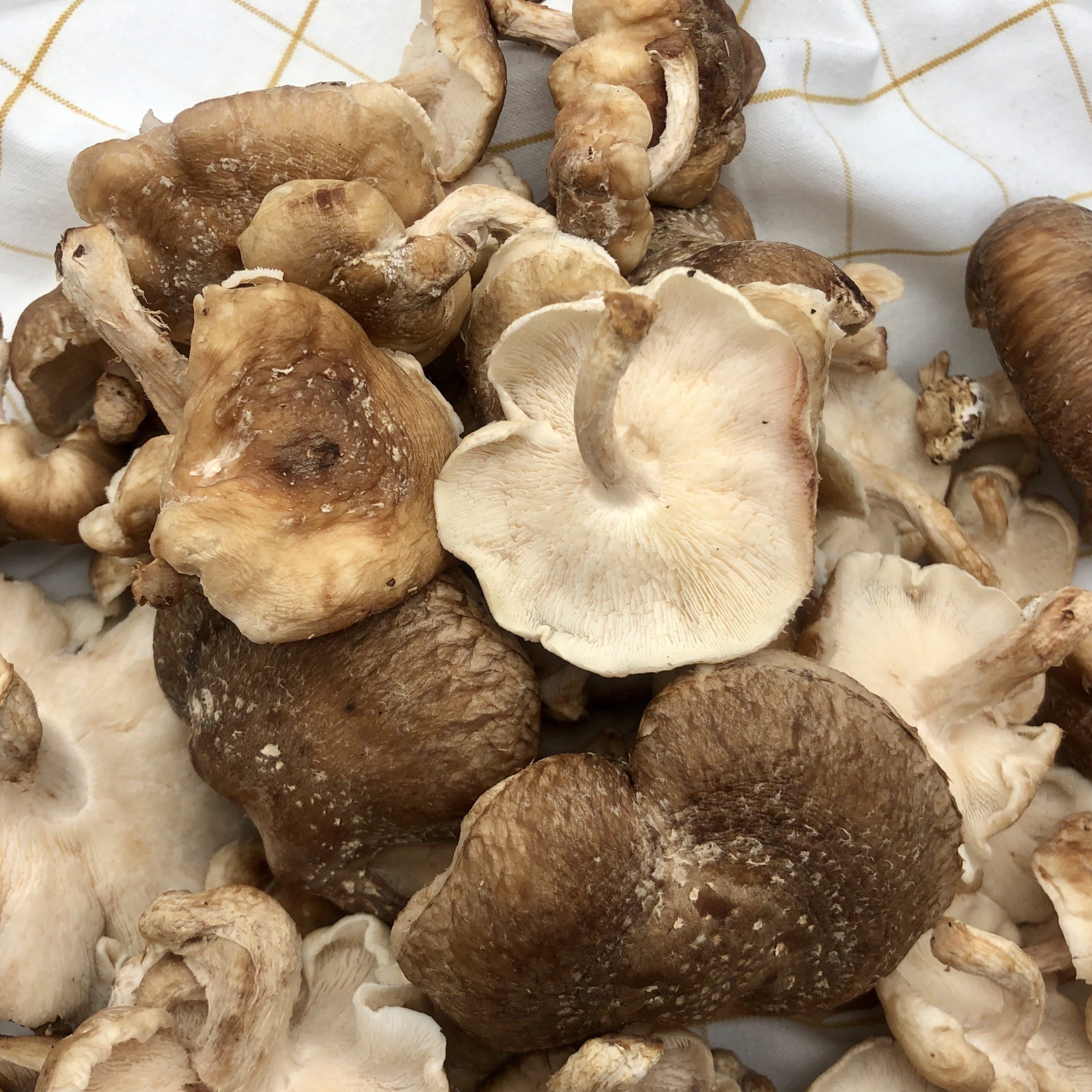 Champignons shiitaké BIO