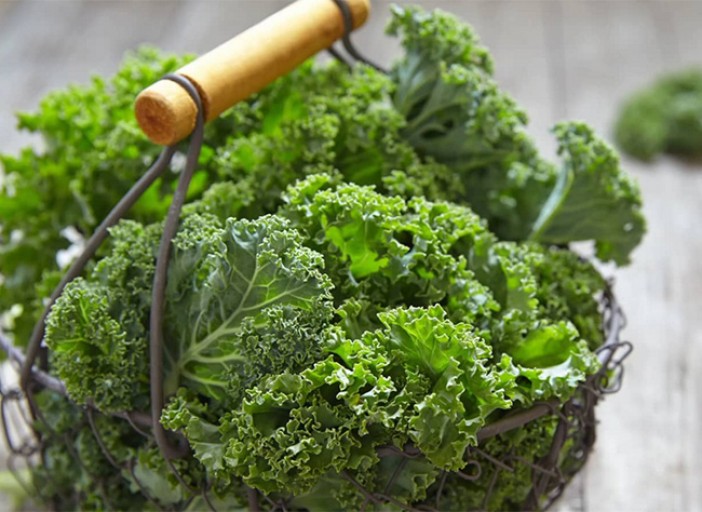 Chou Curly Kale Bio