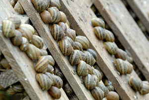 Escargots des Sarradelles