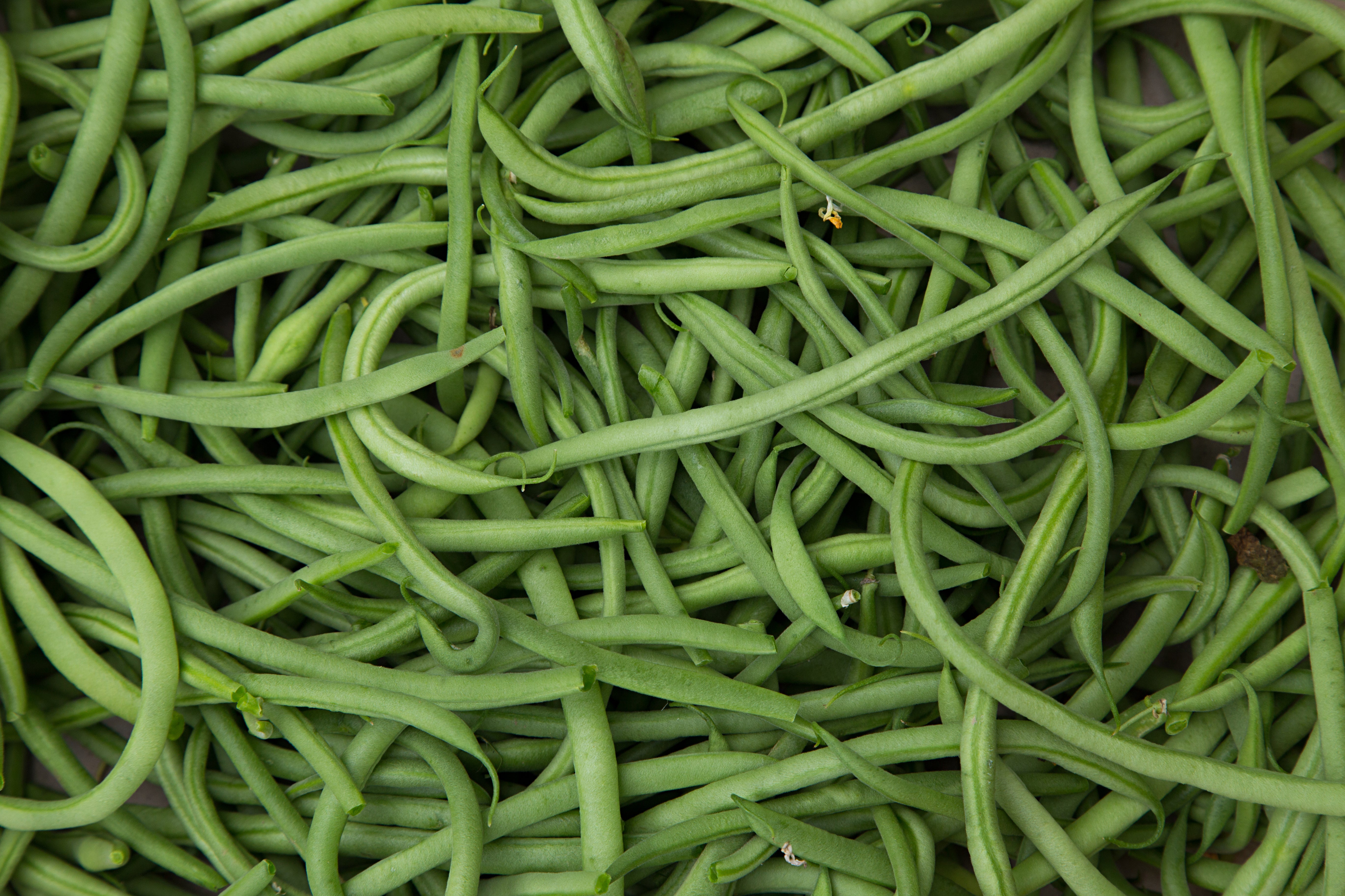 Haricots verts BIO