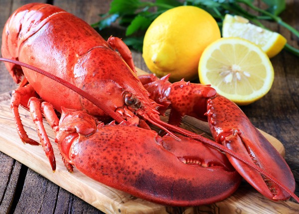 Homard européen cuit