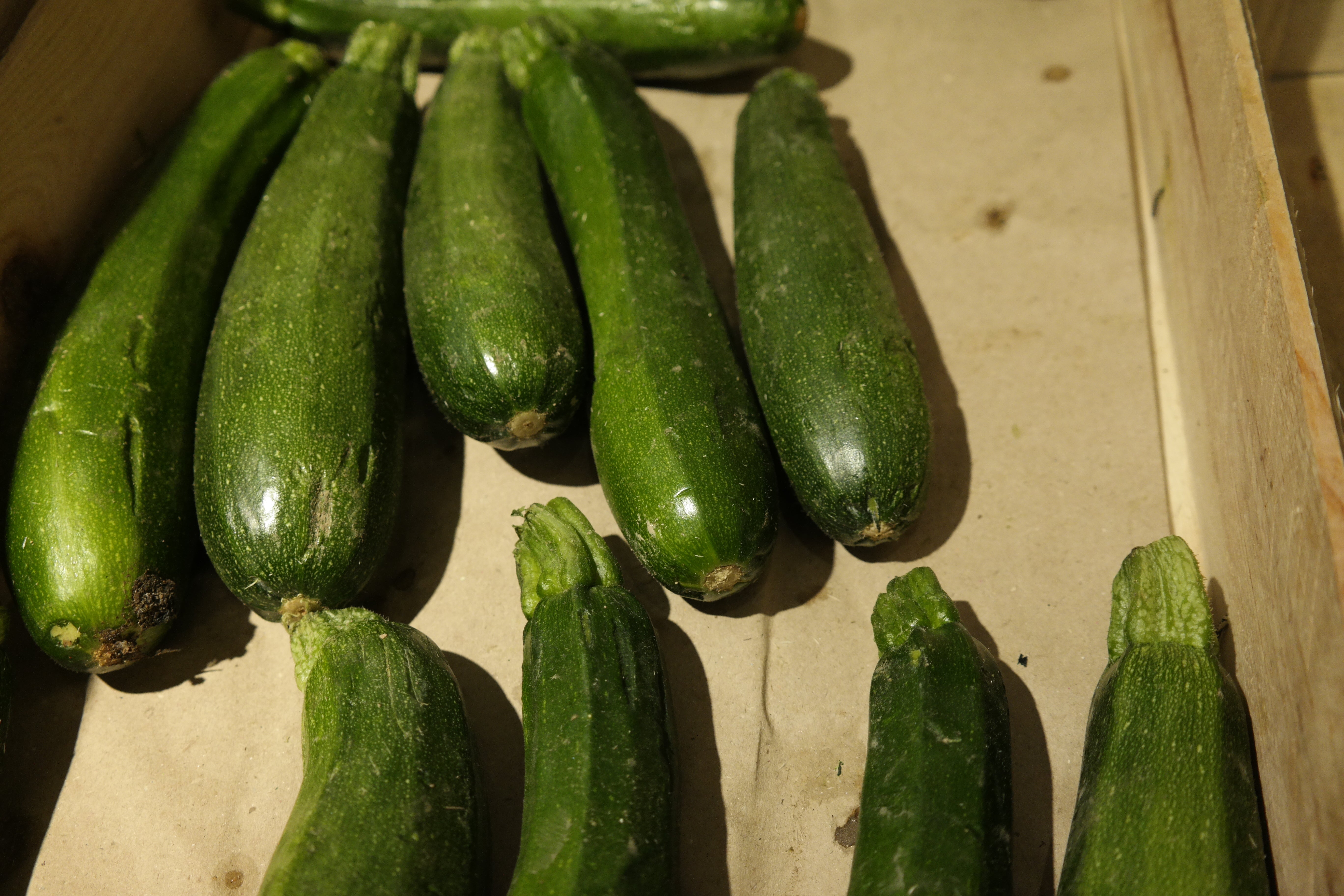 Courgette verte longue BIO