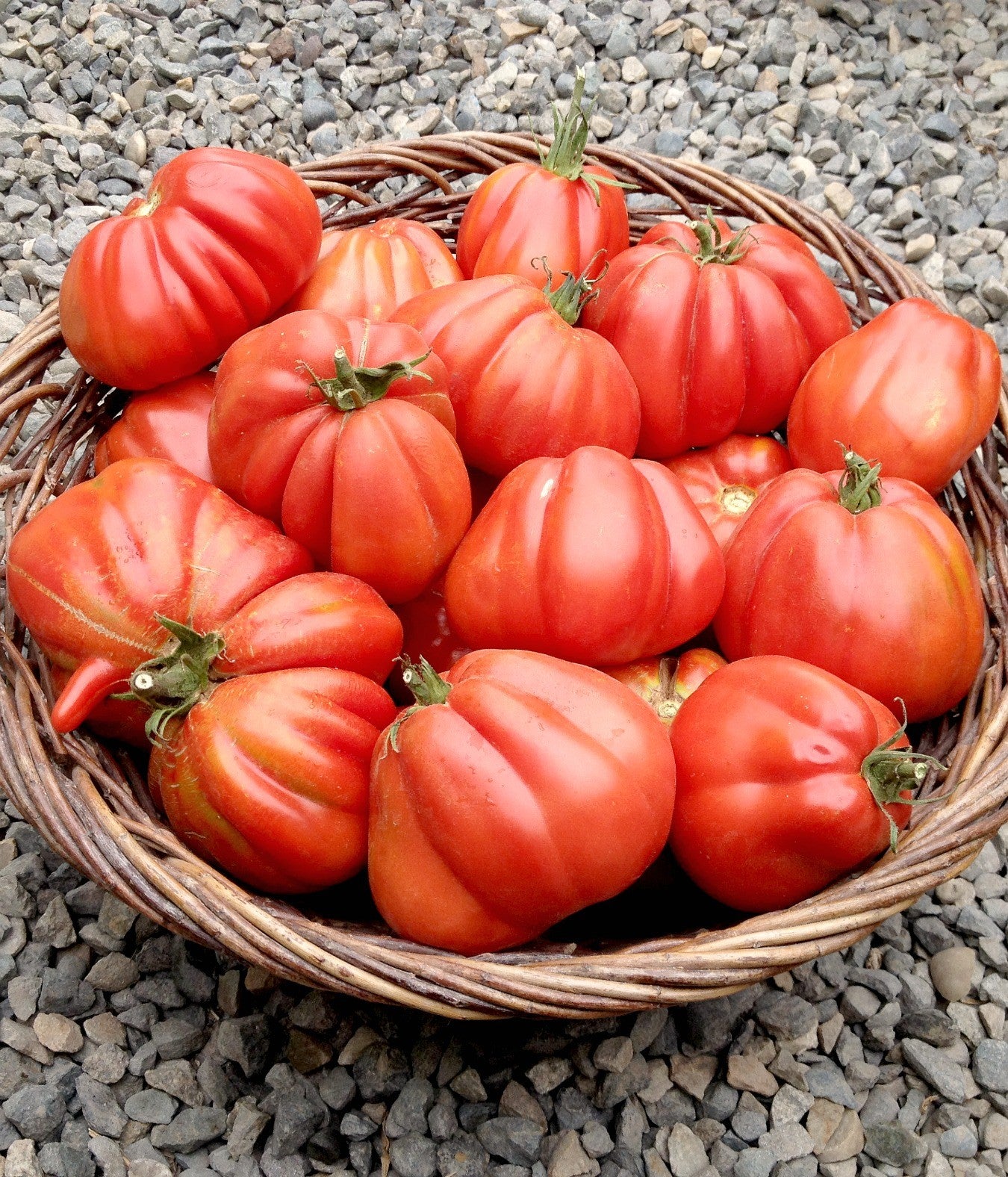 Tomates anciennes Cuor di Bue Bio