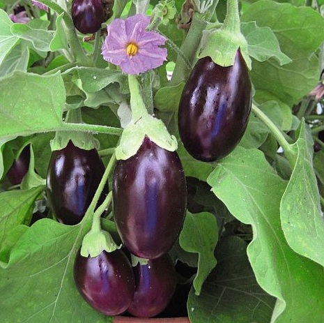 Aubergine BIO