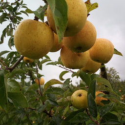 Pomme Belchard BIO