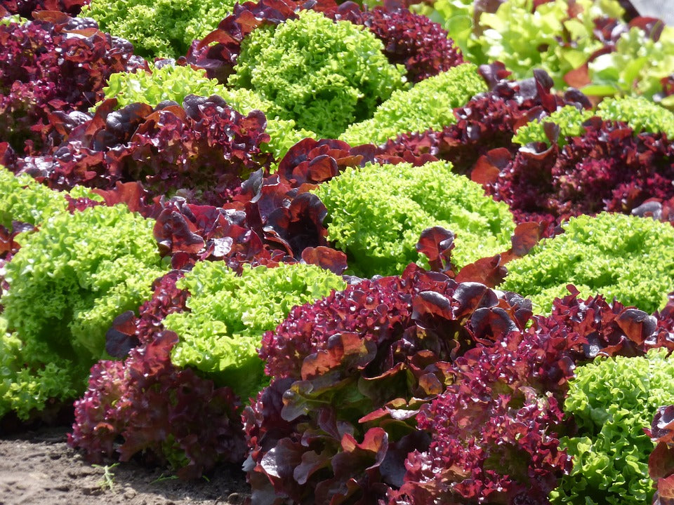 Salade feuille de chêne rouge - circuit court