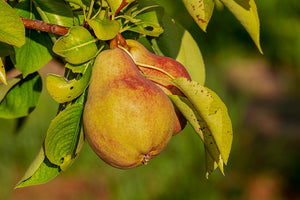 Poire Comice - en direct du producteur