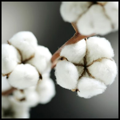 Photo d'une fleur de coton après éclat de sa graine