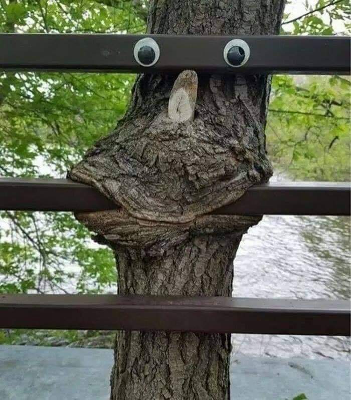 Tree grown around a fence