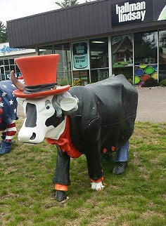 MInoque cow