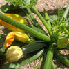 Zucchini 'Black Beauty' Heirloom Seeds