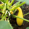 Squash 'Golden Summer Crookneck' Heirloom Seeds