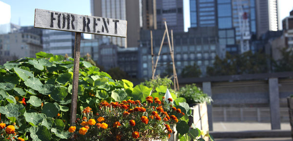 Growing Food at a Rental Property