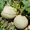 Rockmelon 'Hales Jumbo' Heirloom Seeds