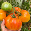 Tomato "Pineapple" Heirloom Seeds