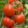 Tomato 'Burnley Surecrop' Heirloom Seeds