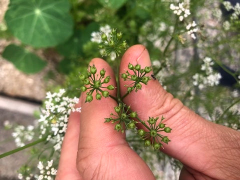 coriander bolting to seed