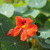 Nasturtium 'Double Jewel' Heirloom Seeds