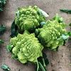 Broccoli Romanesco Heirloom Seeds