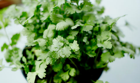 coriander