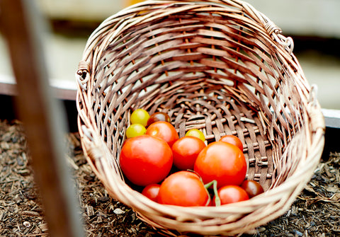 Tomato Harvest
