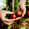 Tomato 'Black Russian' Heirloom Seeds