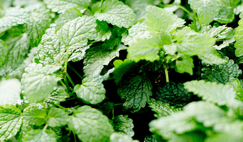 lemon balm