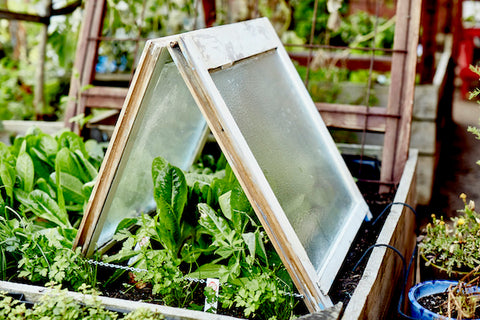 mini greenhouse