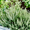 Thyme 'Summer' Heirloom Seeds