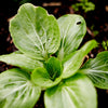 Pak Choi 'Green' Heirloom Seeds