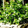 Parsley 'Italian' Heirloom Seeds