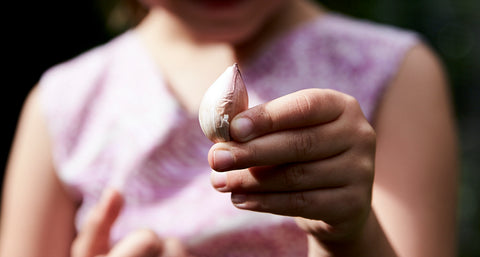 Planting Garlic