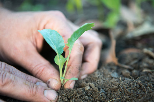 Neutral pH is a great environment for leafy greens